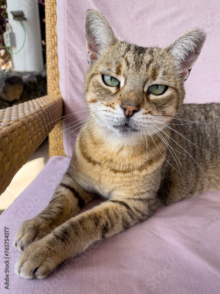 Fototapeta Portrait of a domestic tabby cat resting on a chair