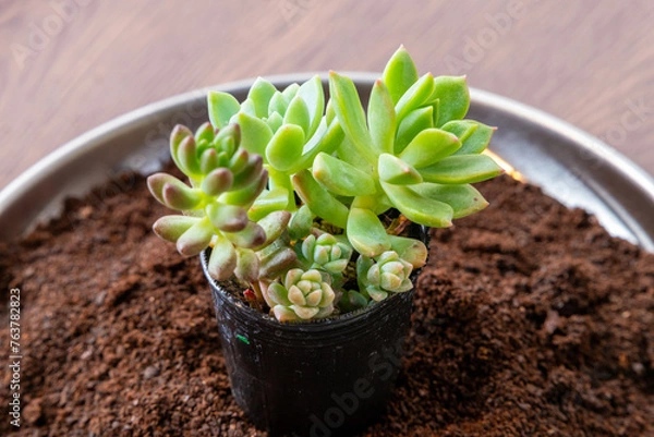 Fototapeta 珈琲豆挽き粉の上の多肉植物