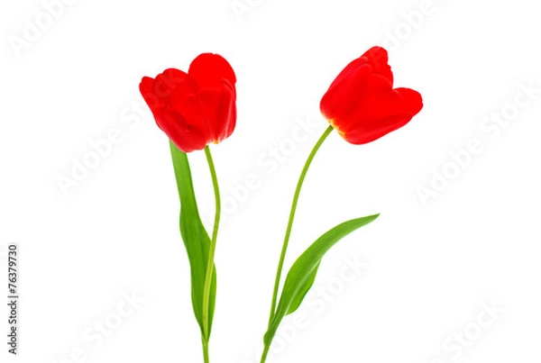 Obraz tulips