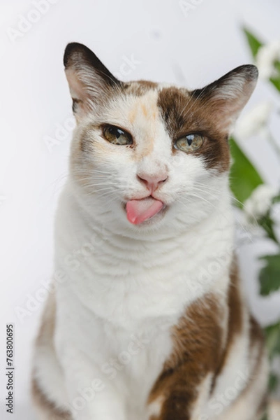 Fototapeta Portrait of a cat no flowers backgraound