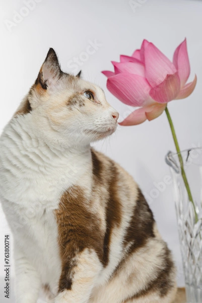 Fototapeta Portrait of a cat no flowers backgraound