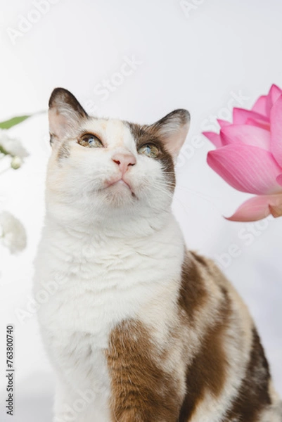 Fototapeta Portrait of a cat no flowers backgraound