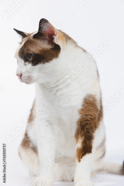 Fototapeta portrait of a cat 