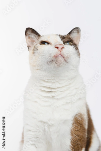 Fototapeta portrait of a cat 