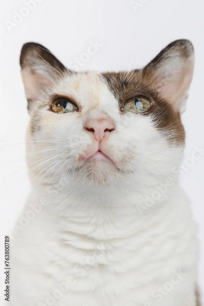 Fototapeta portrait of a cat 