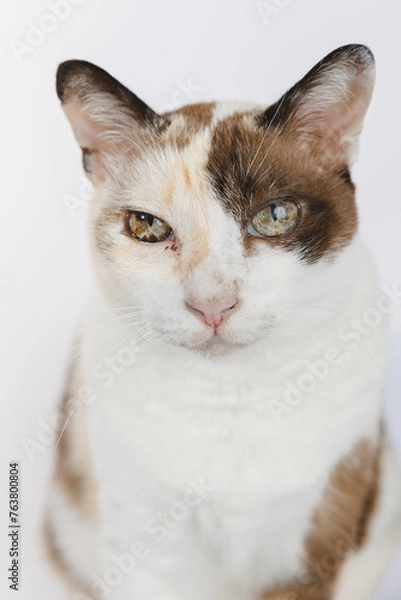 Fototapeta portrait of a cat 