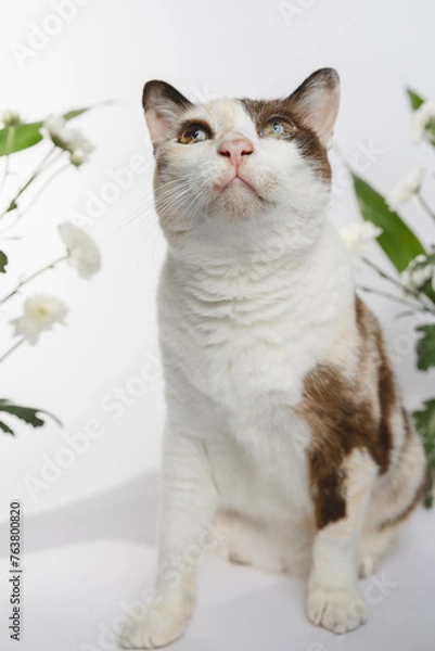 Fototapeta Portrait of a cat no flowers backgraound