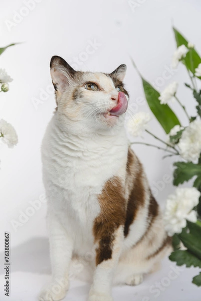 Fototapeta Portrait of a cat no flowers backgraound