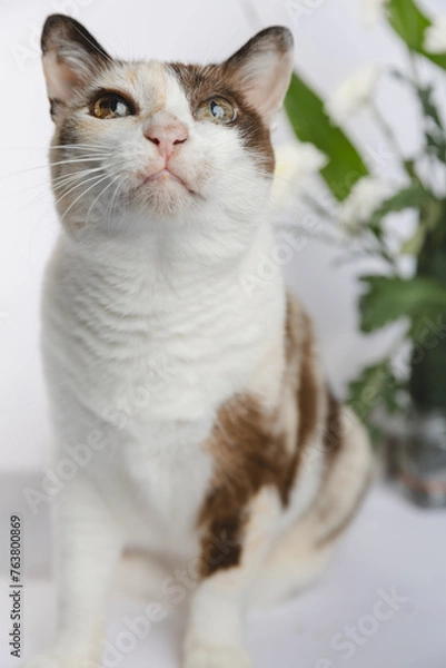 Fototapeta Portrait of a cat no flowers backgraound