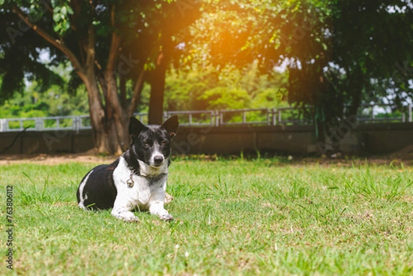 Fototapeta portrait of a dog