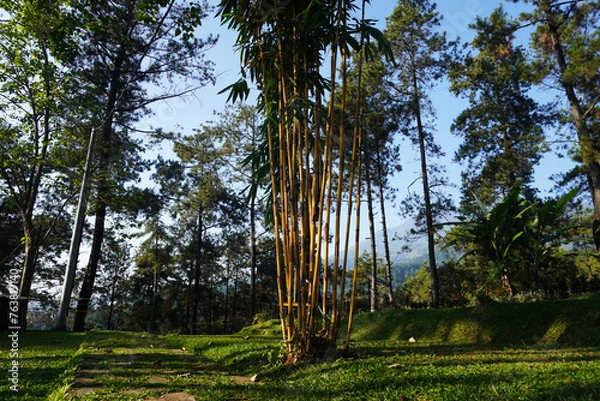 Obraz tall yellow bamboo tree leaves in the garden
