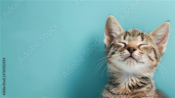 Obraz Happy smiling cat on blue background