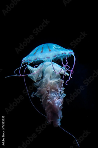 Obraz Die Qualle oder The jellyfish