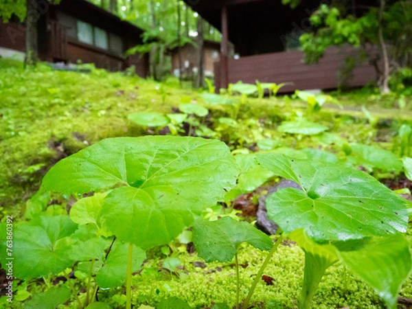 Obraz 自然の中で雨にうたれた水のしたたる葉っぱ