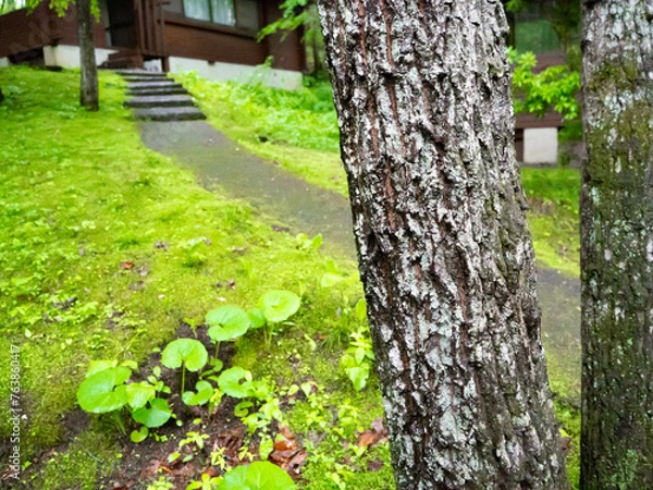 Obraz 雨上がりの森の中に立つゴツゴツした幹を持った木