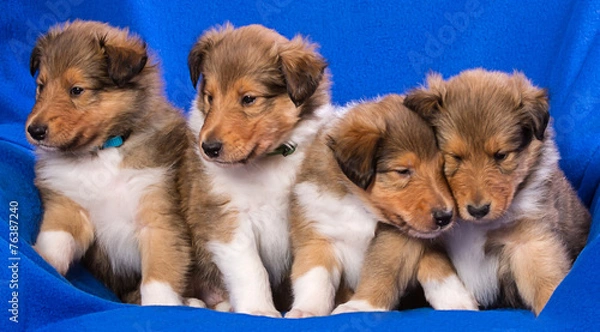 Obraz Collie-Welpen Rüden Langhaar