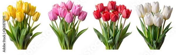 Obraz tulip flower set isolated.