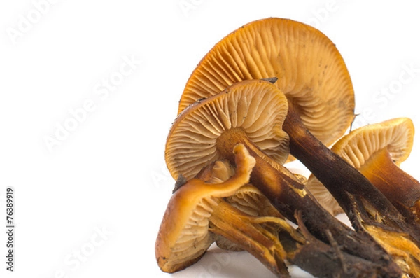 Fototapeta mushrooms