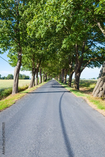 Obraz Trip Long Way Forward / Straight tree tunnel lined empty asphalt road at countryside lead to horizon (copy space)