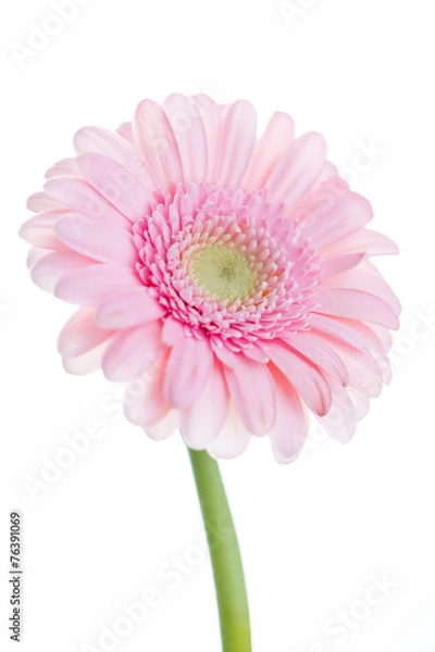Fototapeta gerbera flowers
