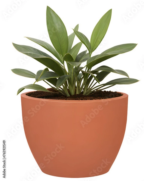 Fototapeta green plant in a terracotta pot on transparent background - nature - forest - tropical jungle element - video compositing footage - png