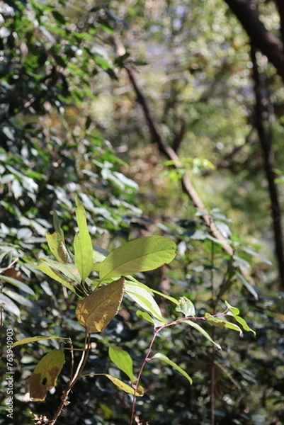 Fototapeta Forest in spring