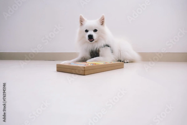 Fototapeta Smart dog is looking for delicious dried treats in intellectual game and eating them, close up. Intellectual game for dogs. and training of nose work with pet. brain game training for dogs