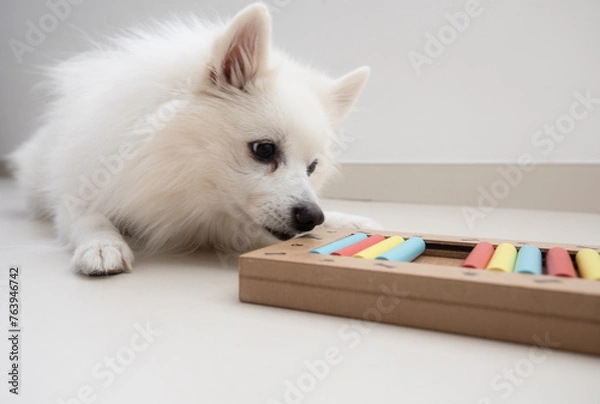 Fototapeta Smart dog is looking for delicious dried treats in intellectual game and eating them, close up. Intellectual game for dogs. and training of nose work with pet. brain game training for dogs