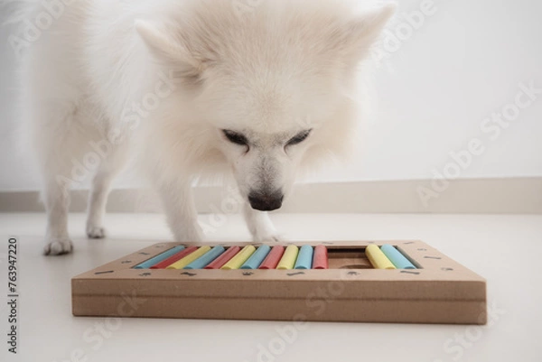 Obraz Smart dog is looking for delicious dried treats in intellectual game and eating them, close up. Intellectual game for dogs. and training of nose work with pet. brain game training for dogs