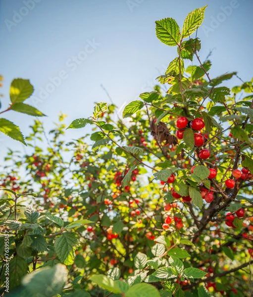 Fototapeta Ripe red cherries on a tree branch. Selective focus.