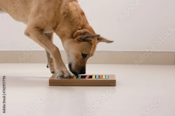 Fototapeta Smart dog is looking for delicious dried treats in intellectual game and eating them, close up. Intellectual game for dogs. and training of nose work with pet. brain game training for dogs