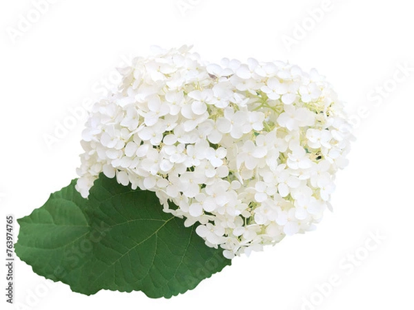 Fototapeta 白い紫陽花の花