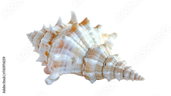 Obraz  A lone seashell with intricate patterns resting on a transparent background