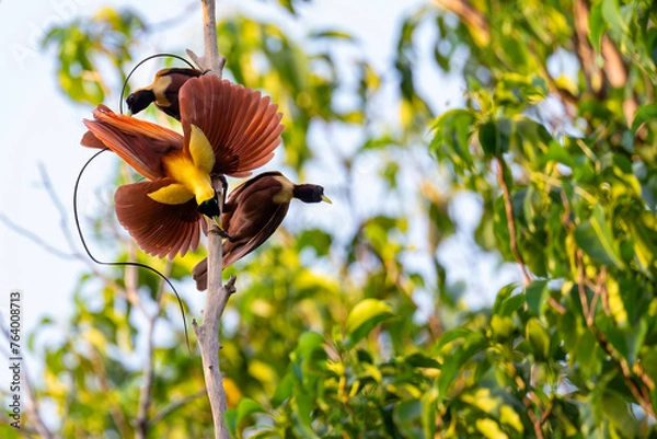 Fototapeta Red Bird of Paradise