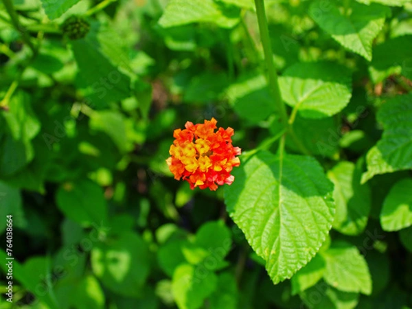 Fototapeta Top view of an orange flower against background of bushes. 