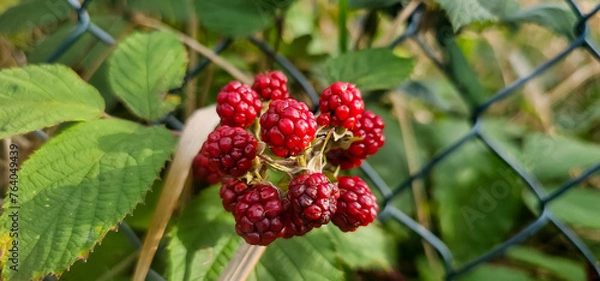 Obraz organic blackberries growing on the bush