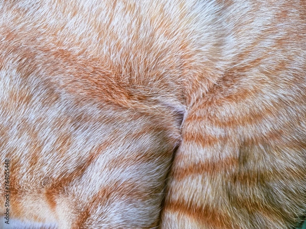 Obraz Close up Orange cat fur background