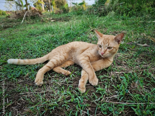 Fototapeta The image of an orange cat sitting on a green lawn. The cat has a strange face.
