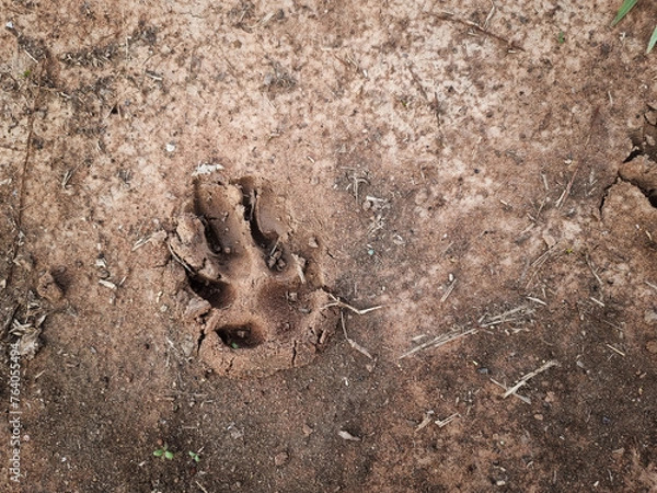 Fototapeta the footprint predator in the sand