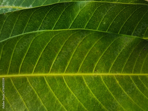 Obraz summer nature green leaves abstract background