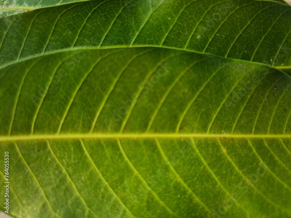 Obraz summer nature green leaves abstract background