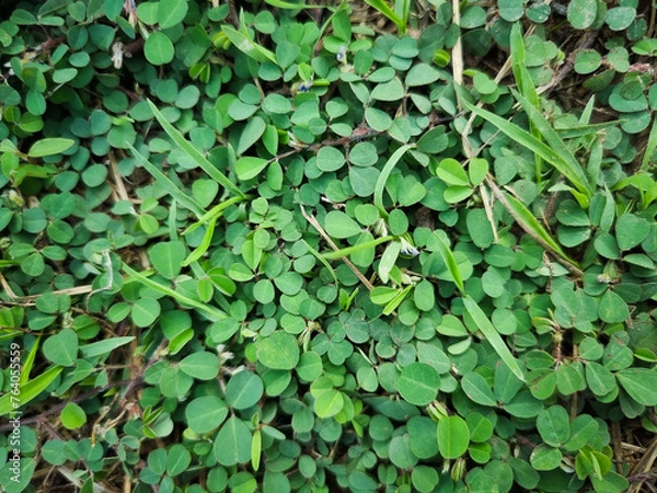 Obraz Beach of Fresh Green Grass Background