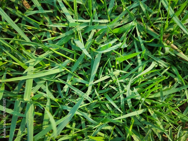 Fototapeta Beach of Fresh Green Grass Background
