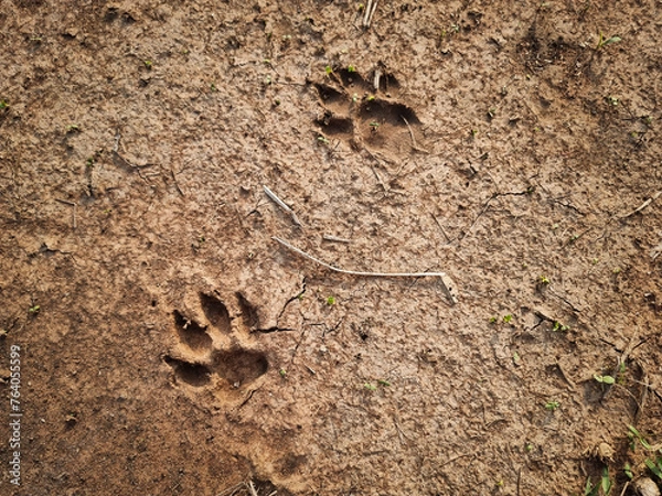 Fototapeta the footprint predator in the sand