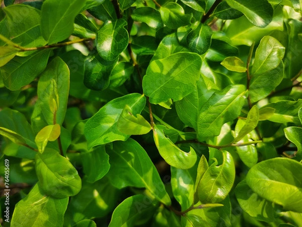 Obraz summer nature green leaves abstract background