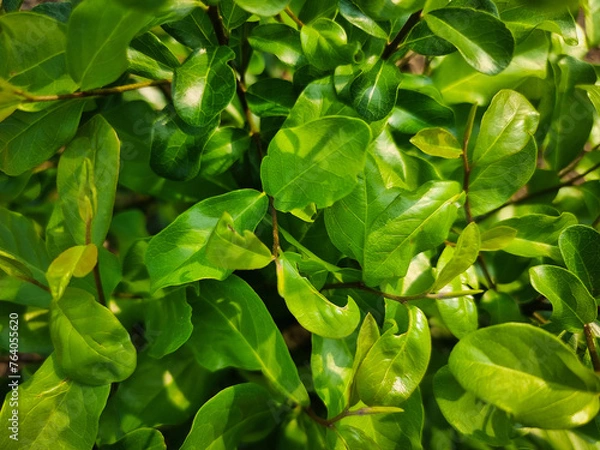 Obraz summer nature green leaves abstract background