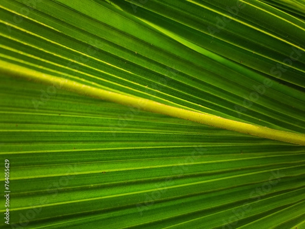 Obraz summer nature green leaves abstract background