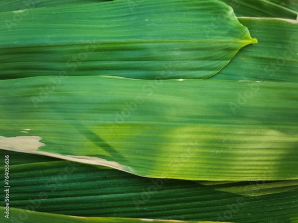 Obraz summer nature green leaves abstract background