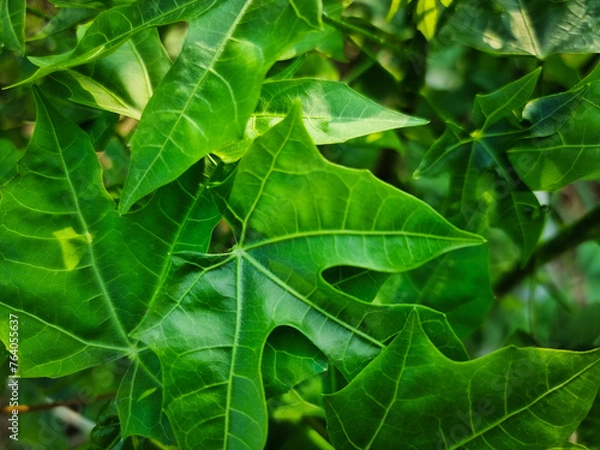 Obraz summer nature green leaves abstract background