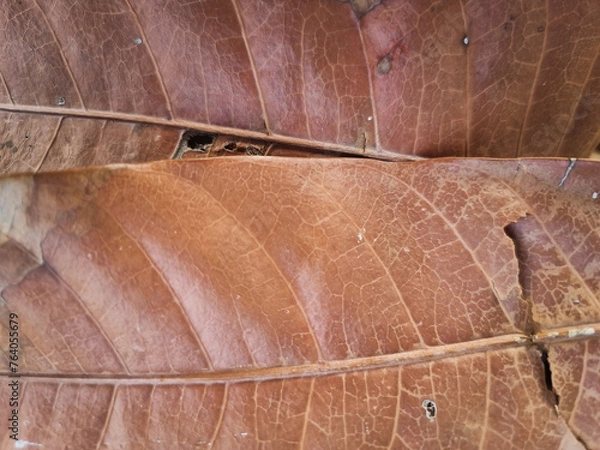 Fototapeta Dry leaf texture and nature background. Surface of brown leaves material.